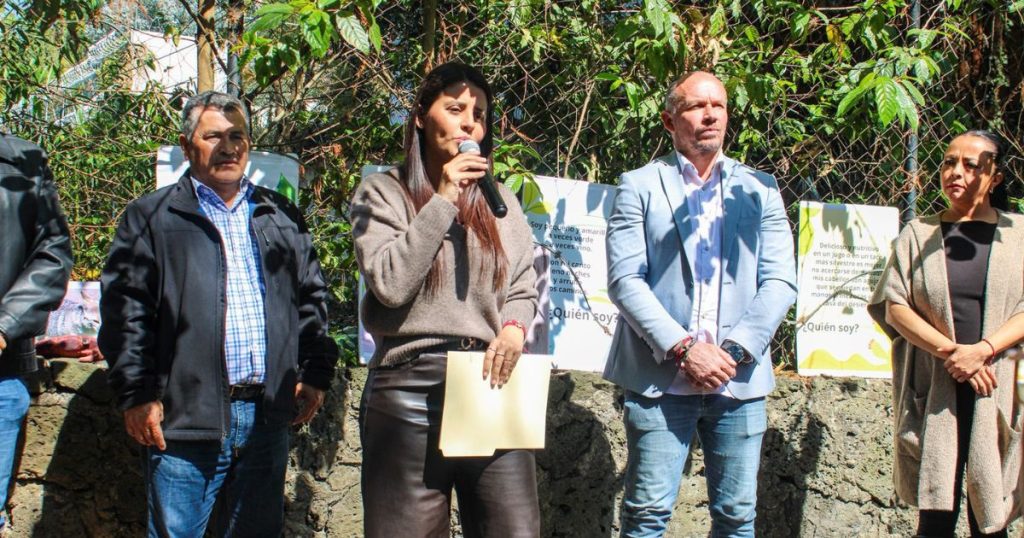 Declaran ahuehuetes como Árboles Patrimoniales