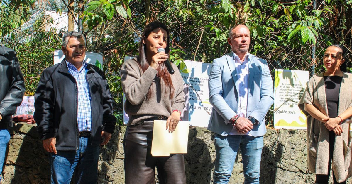 Declaran ahuehuetes como Árboles Patrimoniales